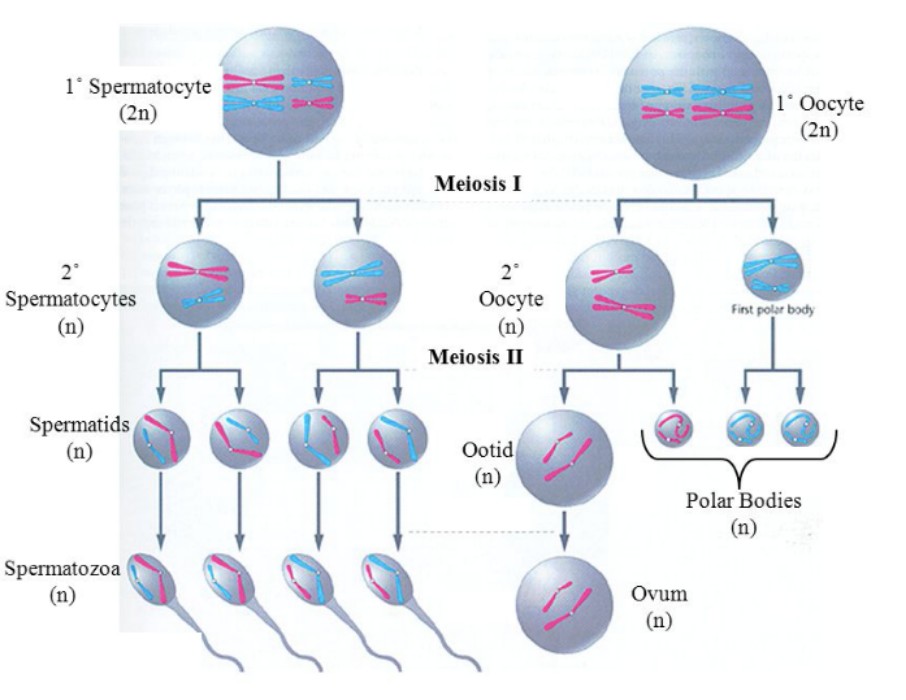 Produces Sperm System
